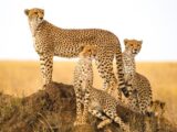 The Magnificent Cheetah: A Species in Peril