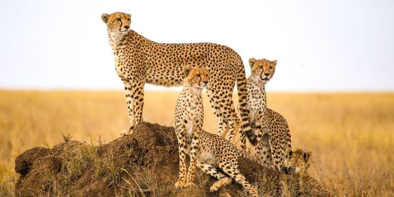 The Magnificent Cheetah: A Species in Peril