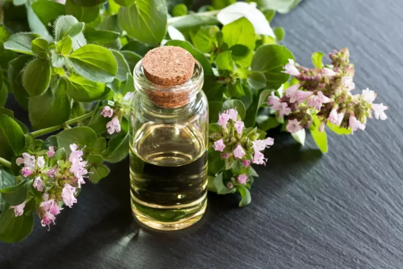 Exploring the Health Benefits of Oil of Oregano: A Comprehensive Review